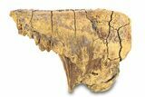 Fossil Woolly Mammoth Lower Molar - Siberia #292762-4